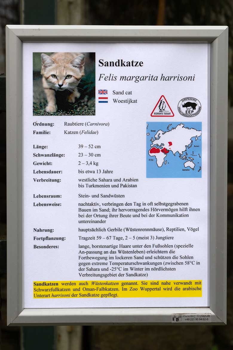 Ausschilderung der Tierart Sandkatze am 15. April 2023 am Kleinkatzen-Haus im Wuppertaler Zoo