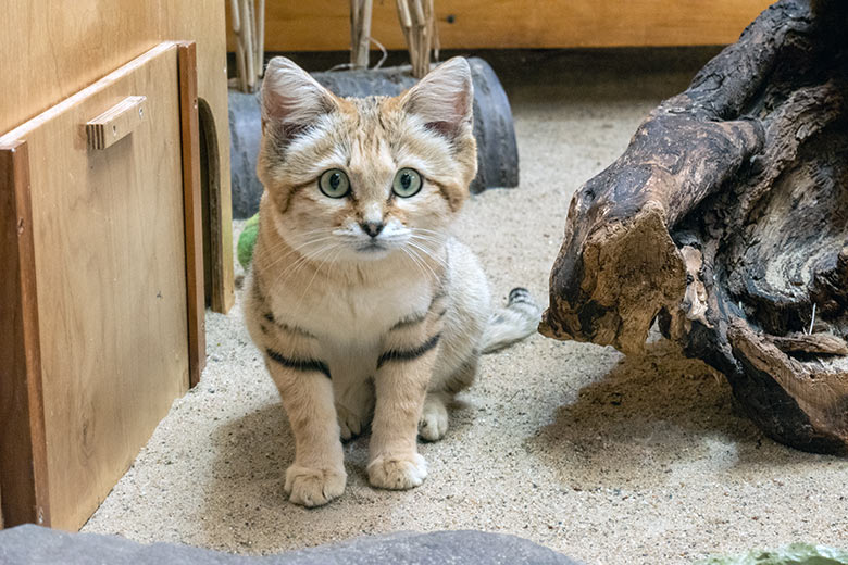Arabischer Sandkatzen-Kater GREYJOY am 6. Mai 2023 im Kleinkatzen-Haus im Grünen Zoo Wuppertal
