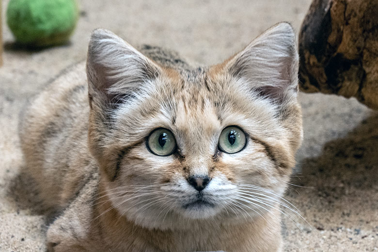 Arabischer Sandkatzen-Kater GREYJOY am 6. Mai 2023 im Kleinkatzen-Haus im Zoo Wuppertal