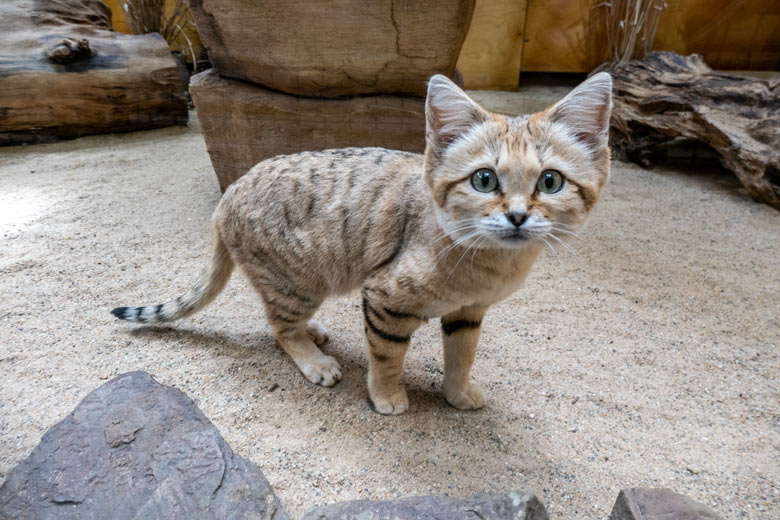 Arabischer Sandkatzen-Kater GREYJOY am 6. Mai 2023 im Kleinkatzen-Haus im Wuppertaler Zoo