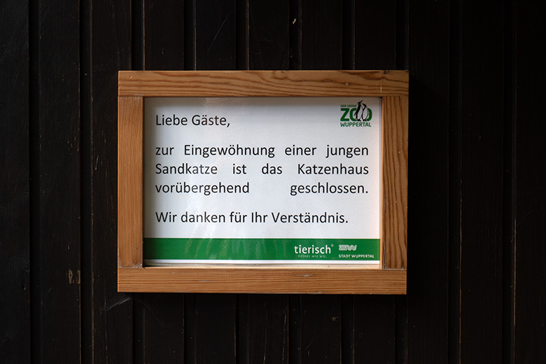 Information zur Eingewöhnung einer jungen Sandkatze am 22. August 2023 am Kleinkatzen-Haus im Grünen Zoo Wuppertal