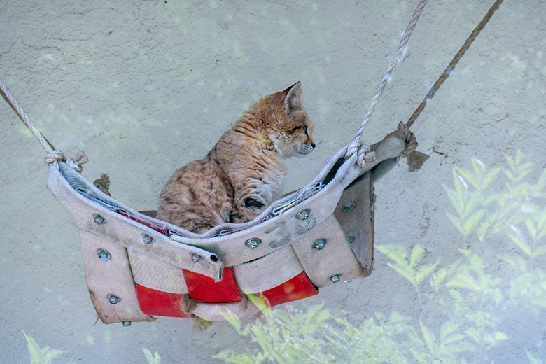 Männliche Arabische Sandkatze GREYJOY am 2. August 2024 auf der Außenanlage am Kleinkatzen-Haus im Wuppertaler Zoo