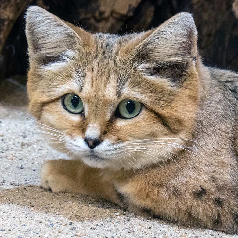 Arabischer Sandkatzen-Kater GREYJOY am 12. Oktober 2024 im Kleinkatzen-Haus im Wuppertaler Zoo