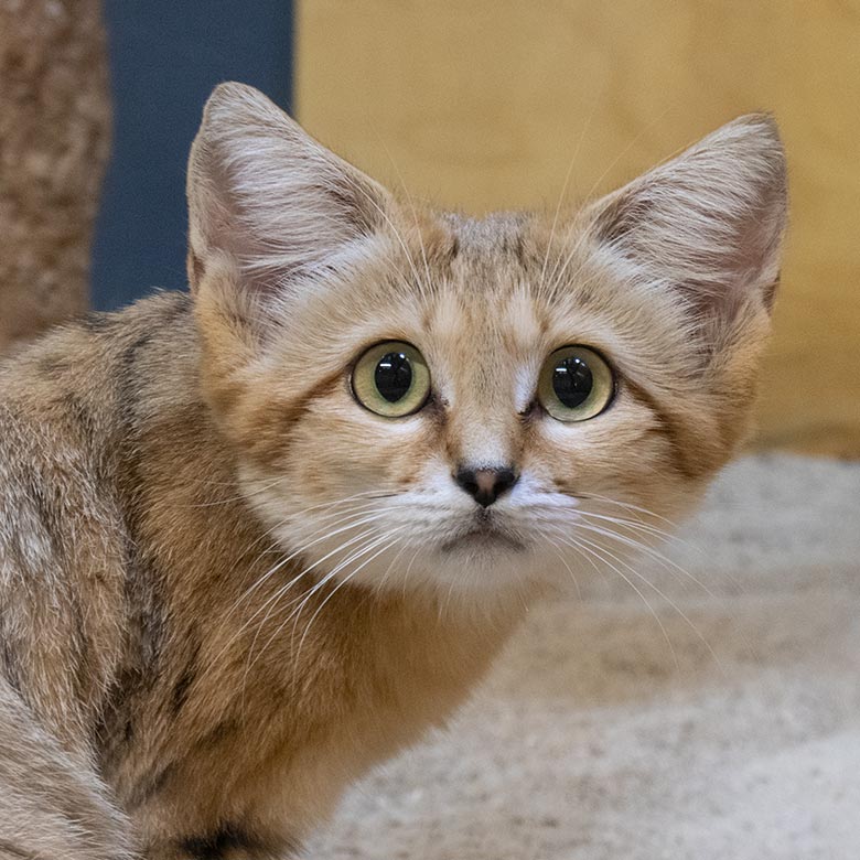 Männliche Arabische Sandkatze UFUK am 9. August 2025 im Innengehege im Kleinkatzen-Haus im Wuppertaler Zoo