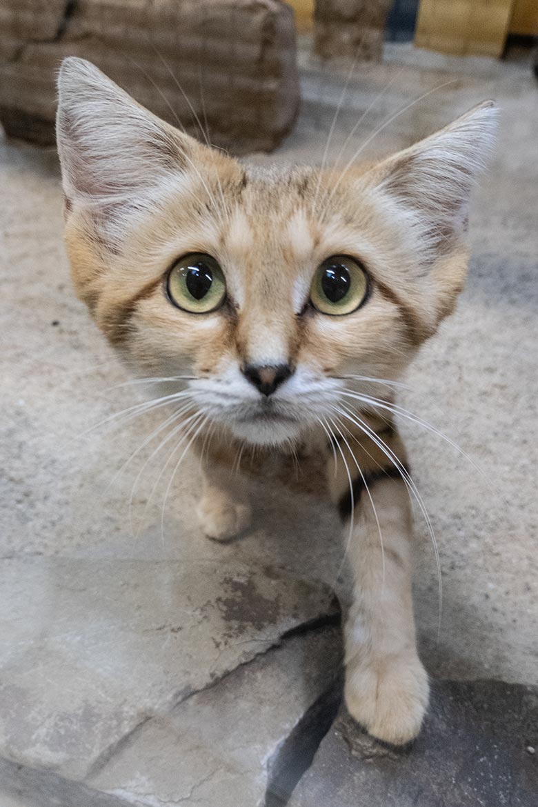 Männliche Arabische Sandkatze UFUK am 9. August 2025 im Innengehege im Kleinkatzen-Haus im Grünen Zoo Wuppertal