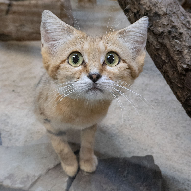 Männliche Arabische Sandkatze UFUK am 9. August 2025 im Innengehege im Kleinkatzen-Haus im Zoologischen Garten der Stadt Wuppertal