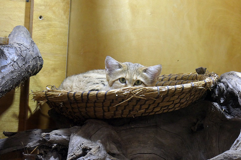 Männliche Arabische Sandkatze UFUK am 31. August 2025 im Innengehege im Kleinkatzen-Haus im Zoologischen Garten der Stadt Wuppertal