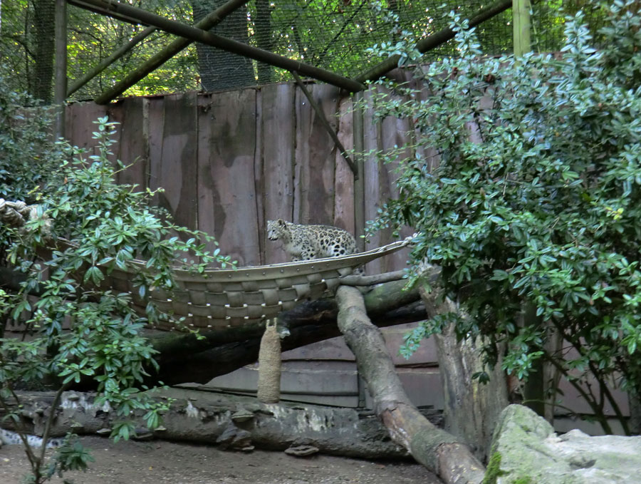 Schneeleoparden-Jungtier im Zoologischen Garten Wuppertal am 16. September 2012