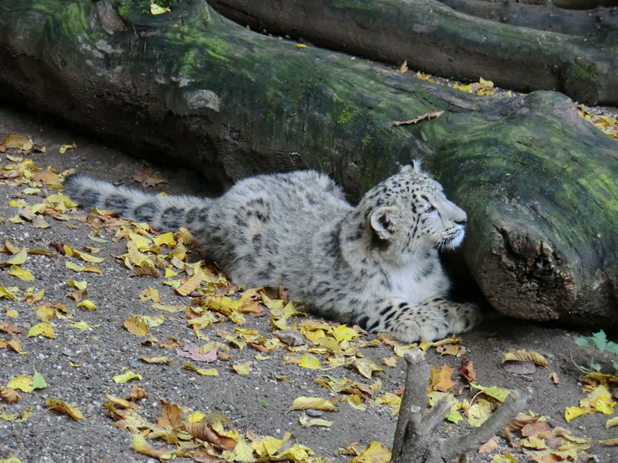 Schneeleoparden-Jungtier im Zoologischen Garten Wuppertal am 13. Oktober 2012
