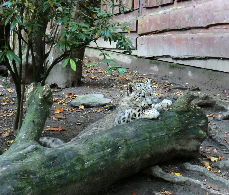 Schneeleoparden-Jungtier im Wuppertaler Zoo am 13. Oktober 2012