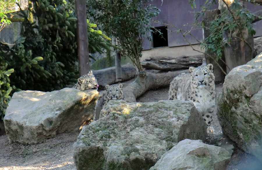 Schneeleoparden-Jungtiere im Wuppertaler Zoo im Januar 2013