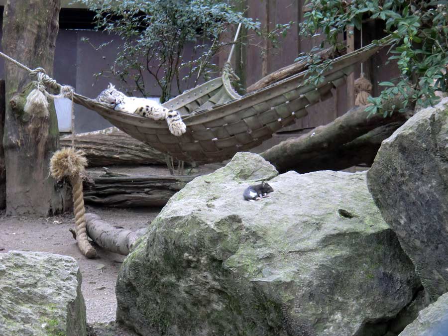 Schneeleopardin im Zoologischen Garten Wuppertal im März 2014