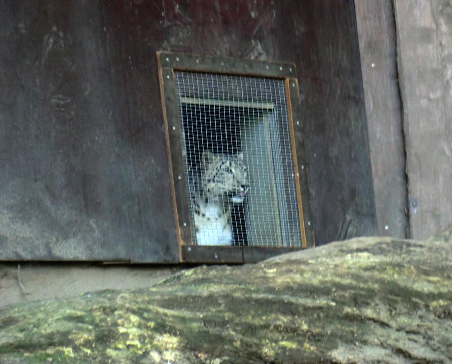 Schneeleopardin im Zoo Wuppertal im August 2014