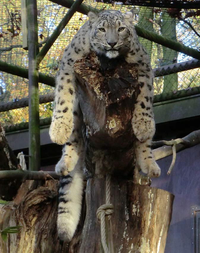 Schneeleopard im Zoo Wuppertal im November 2014
