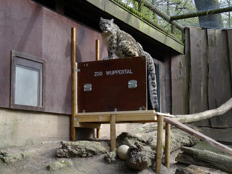 Schneeleoparden-Kater Irbis am 22. April 2016 im Grünen Zoo Wuppertal