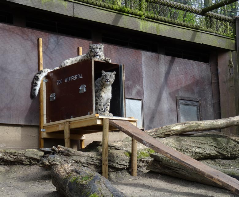 Schneeleoparden-Kater Irbis und Schneeleoparden-Katze Irbis am 22. April 2016 im Grünen Zoo Wuppertal