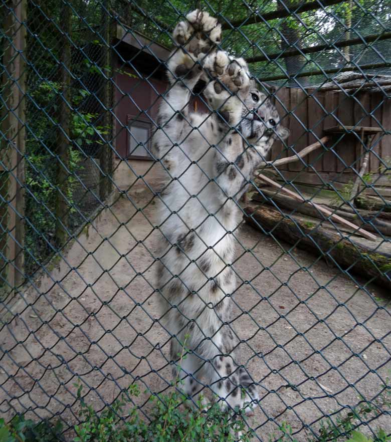 Schneeleoparden-Kater Irbis am 12. Juni 2016 im Zoologischen Garten der Stadt Wuppertal