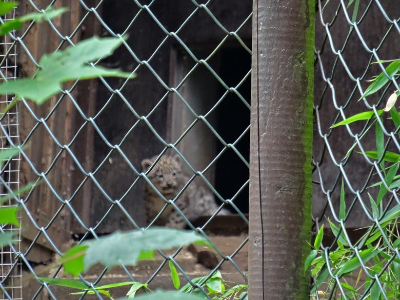 Schneeleoparden-Jungtier am 23. Juli 2016 auf der kleinen Außenanlage für Schneeleoparden im Zoologischen Garten der Stadt Wuppertal