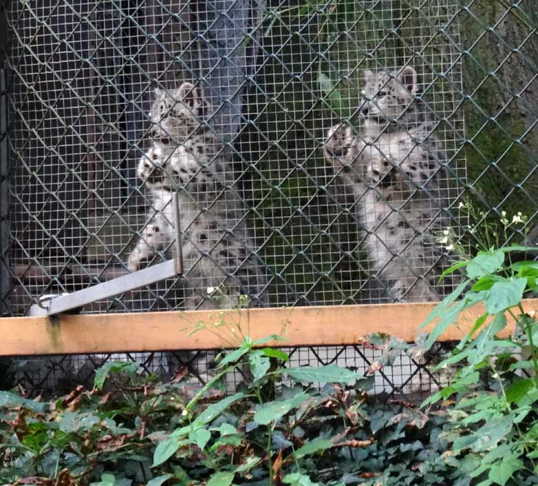 Neugierige Schneeleoparden-Jungtiere beobachteten die Pokémonjagd am 26. August 2016 im Grünen Zoo Wuppertal