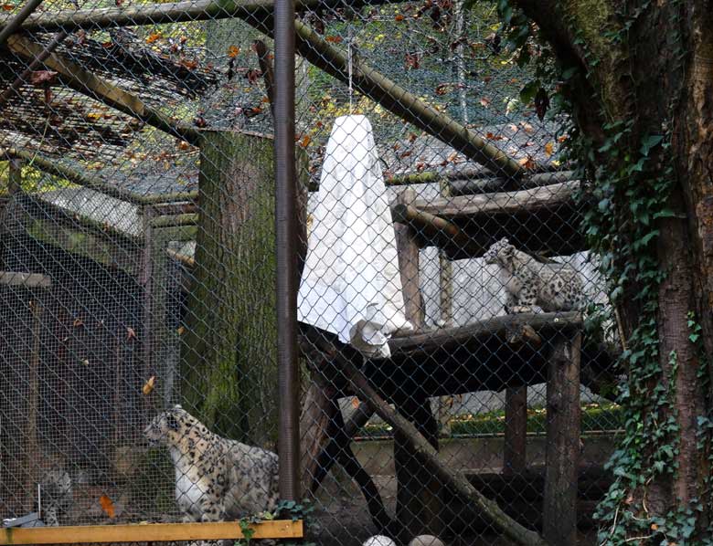 Halloween-Dekoration im Gehege der Schneeleoparden am 30. Oktober 2016 im Zoo Wuppertal