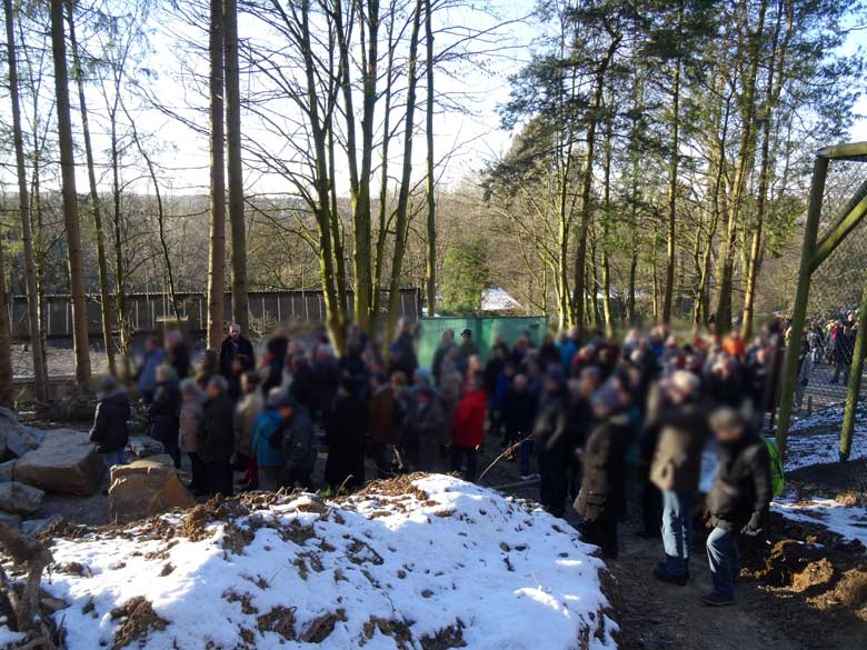Besuchergruppe an der Baustelle der neuen Schneeleoparden-Anlage am 21. Januar 2017 im Grünen Zoo Wuppertal