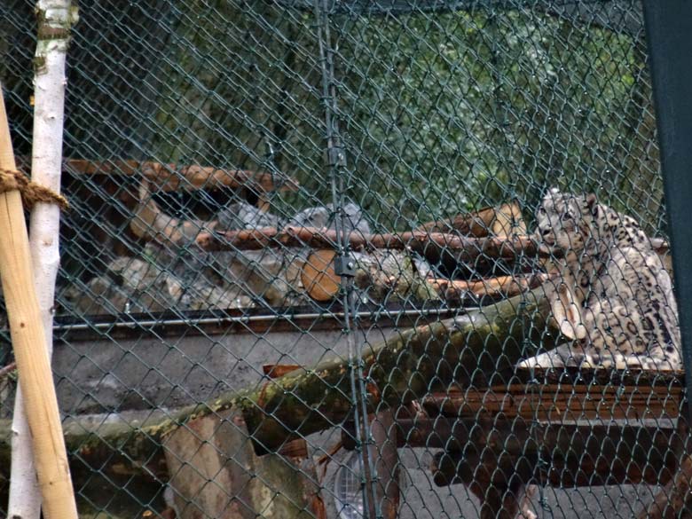 Schneeleopard am 1. Mai 2017 in der neuen Schneeleoparden-Anlage im Zoologischen Garten der Stadt Wuppertal