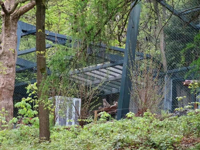 Die drei Schneeleoparden-Jungtiere am 1. Mai 2017 in der neuen Schneeleoparden-Anlage im Grünen Zoo Wuppertal