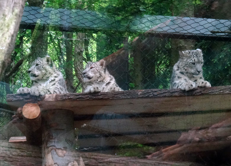Drei Schneeleoparden-Jungtiere am 16. Mai 2017 auf der neuen Schneeleoparden-Anlage im Zoo Wuppertal