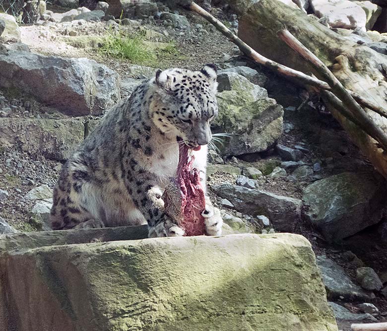 Schneeleopardin ADITI mit Fleisch am 1. Juni 2019 auf der Himalaya-Anlage im Grünen Zoo Wuppertal
