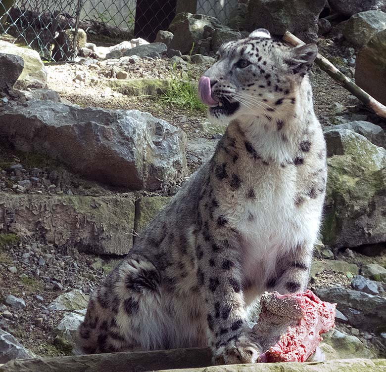 Schneeleopard-Katze ADITI mit Fleisch am 1. Juni 2019 auf der Himalaya-Anlage im Zoologischen Garten Wuppertal