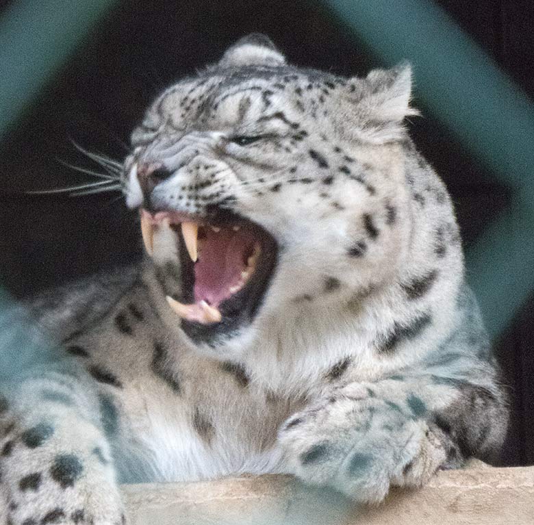 Schneeleoparden-Katze ADITI am 2. November 2019 auf der Himalaya-Anlage im Grünen Zoo Wuppertal