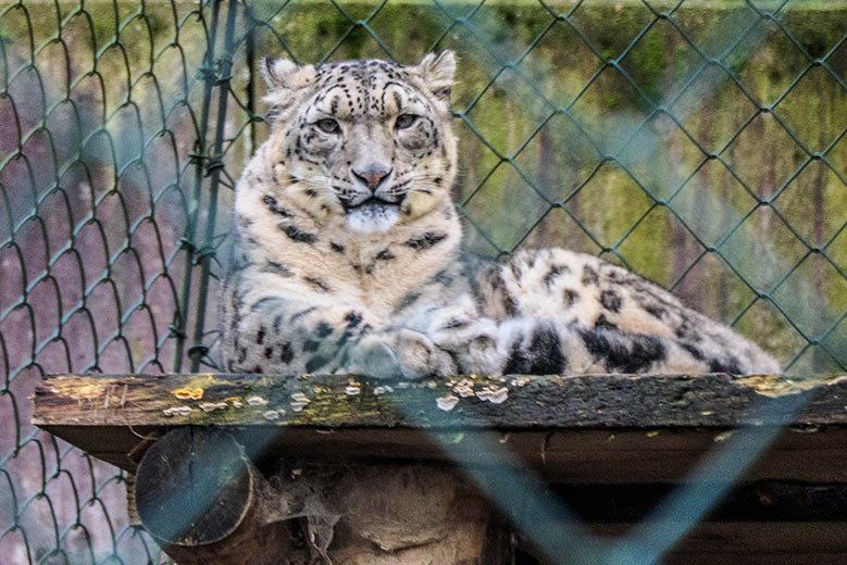 Schneeleoparden-Katze ADITI am 31. Dezember 2021 auf der Außenanlage im Grünen Zoo Wuppertal