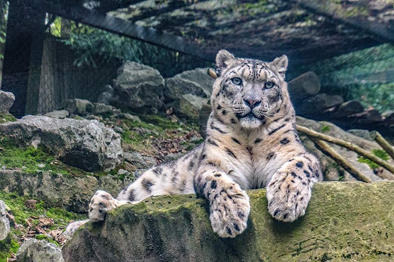 Männlicher Schneeleopard IRBIS am 23. September 2022 in der Himalaya-Anlage im Grünen Zoo Wuppertal
