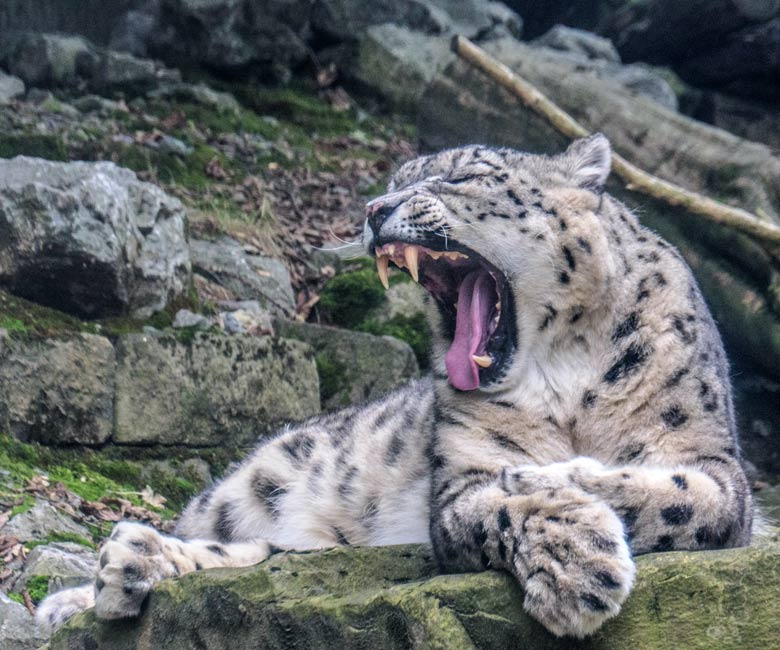 Schneeleoparden-Kater IRBIS am 23. September 2022 in der Himalaya-Anlage im Zoologischen Garten Zoo Wuppertal