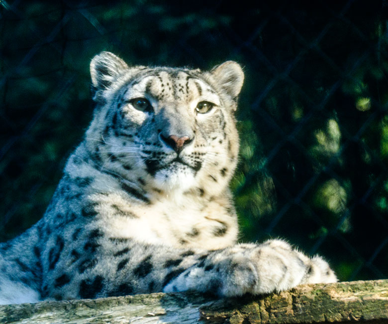 Schneeleoparden-Katze ADITI am 11. Oktober 2022 in der Himalaya-Anlage im Grünen Zoo Wuppertal