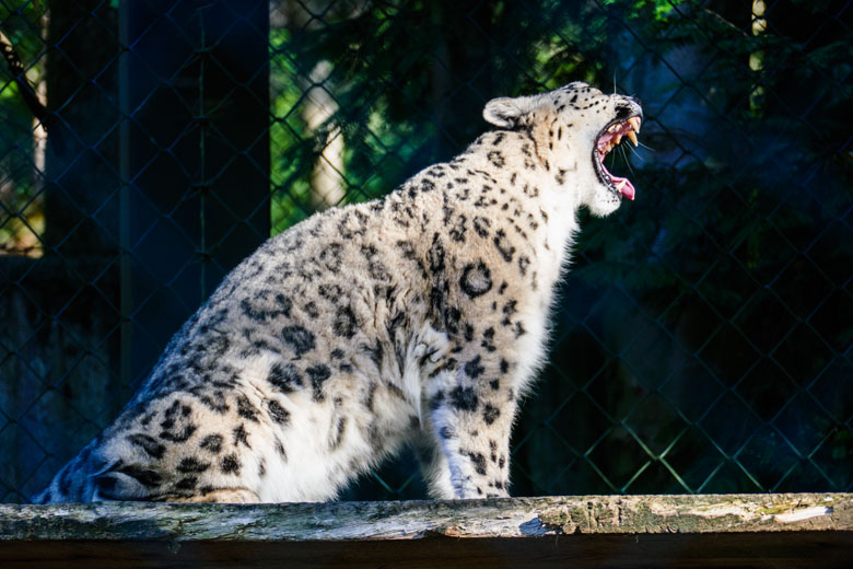 Schneeleoparden-Katze ADITI am 11. Oktober 2022 in der Himalaya-Anlage im Zoologischen Garten Wuppertal