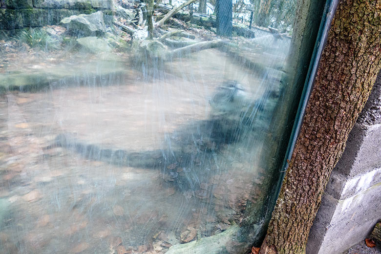 Schneeleoparden-Kater IRBIS am 18. Dezember 2022 auf der Außenanlage im Grünen Zoo Wuppertal
