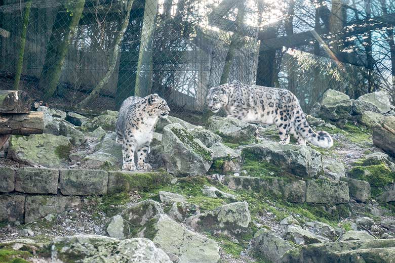 Schneeleoparden-Katze ADITI und Schneeleoparden-Kater IRBIS am 9. Februar 2023 auf der Außenanlage im Wuppertaler Zoo