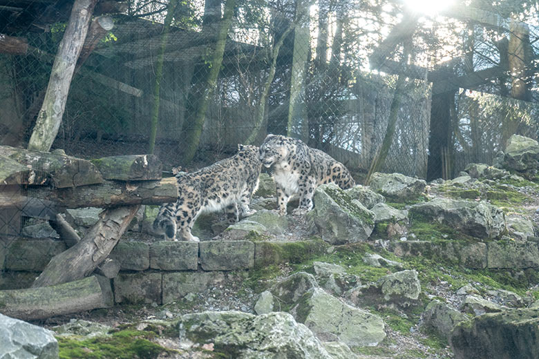 Schmusende Schneeleoparden-Katze ADITI und Schneeleoparden-Kater IRBIS am 9. Februar 2023 auf der Außenanlage im Grünen Zoo Wuppertal