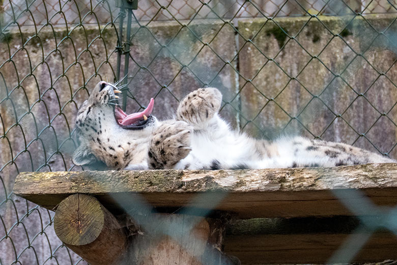 Schneeleoparden-Katze ADITI am 15. April 2023 auf der Außenanlage im Grünen Zoo Wuppertal