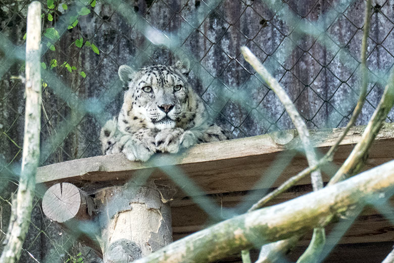 Männlicher Schneeleopard IRBIS am 1. Mai 2025 auf der Außenanlage im Wuppertaler Zoo