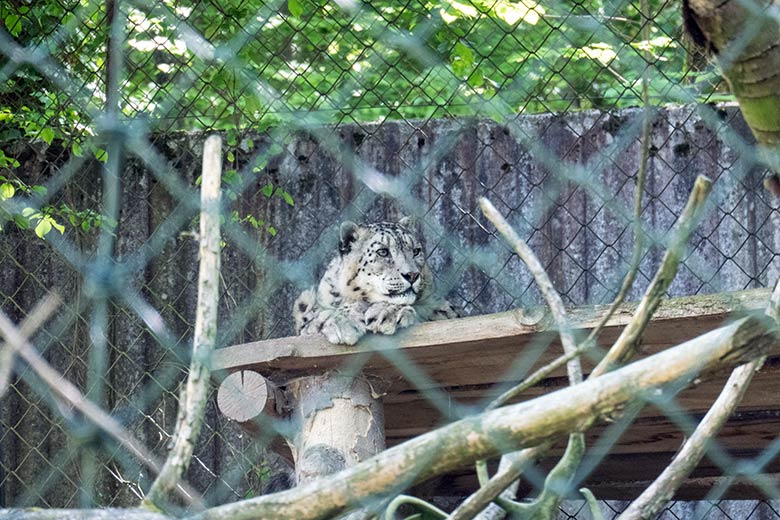 Männlicher Schneeleopard IRBIS am 1. Mai 2025 auf der Außenanlage im Grünen Zoo Wuppertal