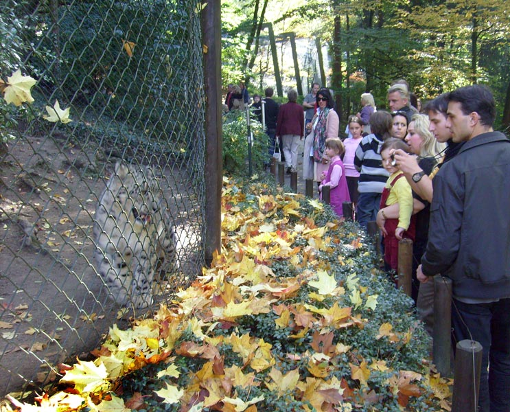 Schneeleopard im Wuppertaler Zoo Wuppertal im Oktober 2008