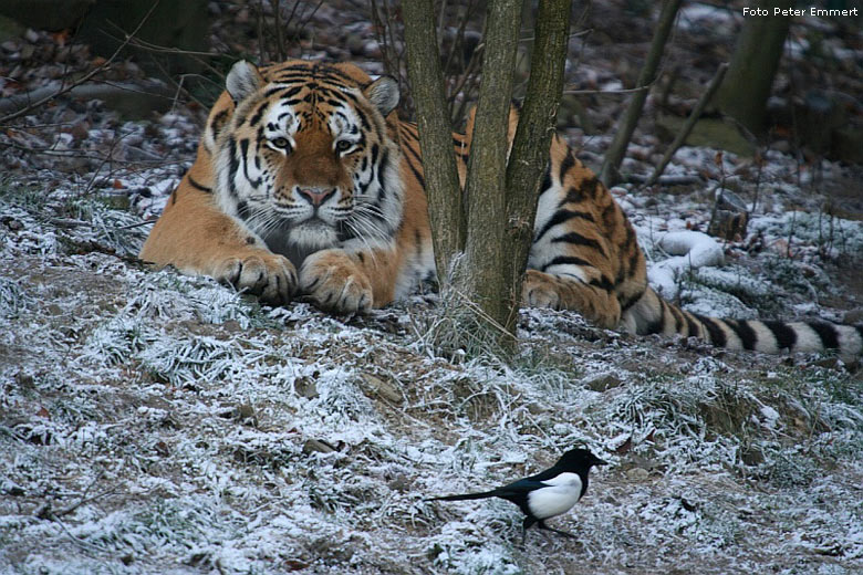 Sibirischer Tiger im Zoo Wuppertal im Dezember 2007 (Foto Peter Emmert)
