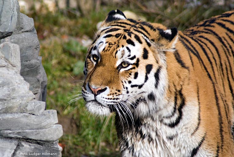 Sibirischer Tiger im Wuppertaler Zoo im November 2007 (Foto Ludger Hillmann)