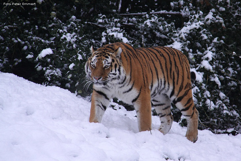 Sibirischer Tiger im Schnee im Wuppertaler Zoo im Dezember 2008 (Foto Peter Emmert)