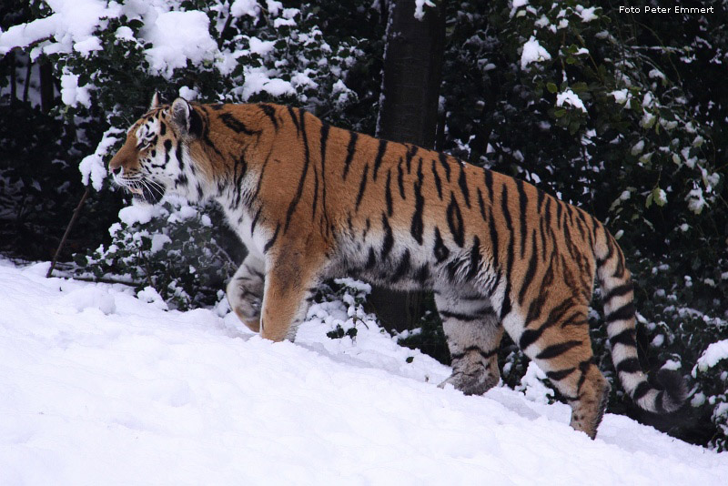 Sibirischer Tiger im Schnee im Zoo Wuppertal im Dezember 2008 (Foto Peter Emmert)