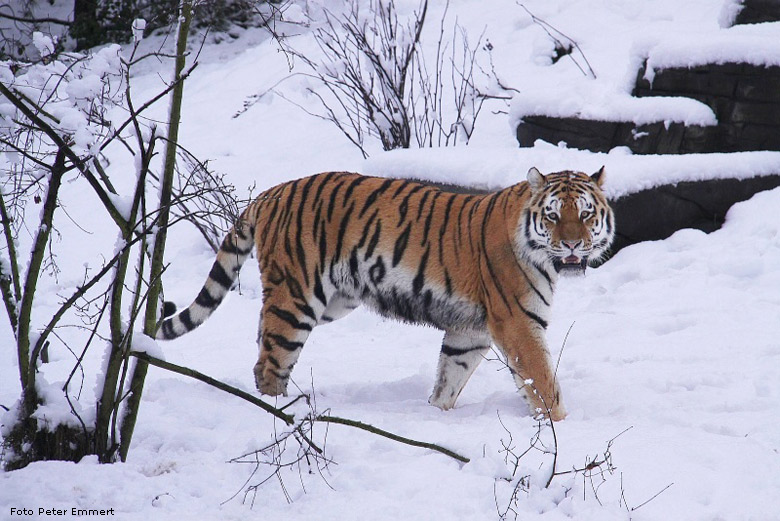Sibirischer Tiger im Schnee im Zoologischen Garten Wuppertal im Dezember 2008 (Foto Peter Emmert)