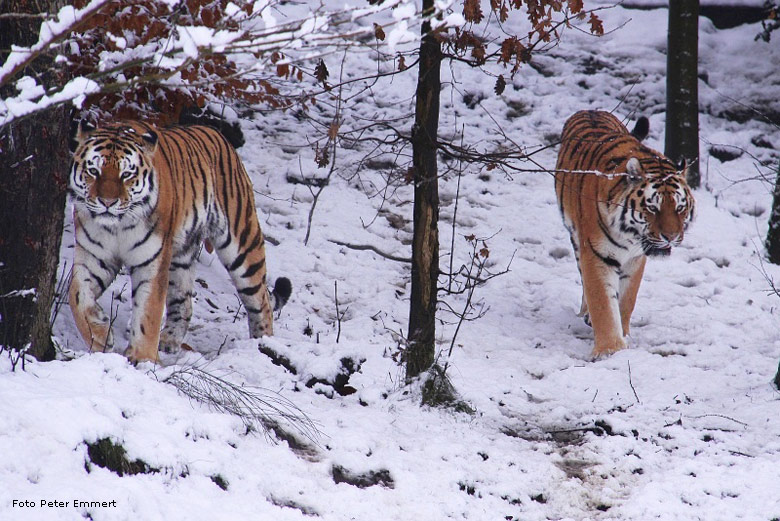 Zwei Sibirische Tiger im Schnee im Wuppertaler Zoo im Dezember 2008 (Foto Peter Emmert)