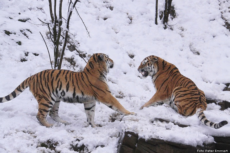 Zwei Sibirische Tiger im Schnee im Wuppertal im Dezember 2008 (Foto Peter Emmert)
